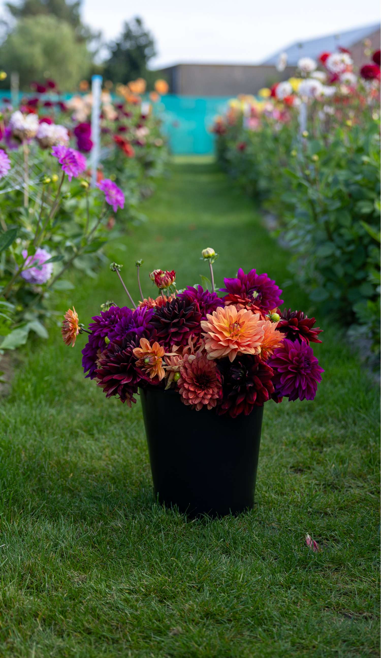 Dahlienkollektion 'Amber'